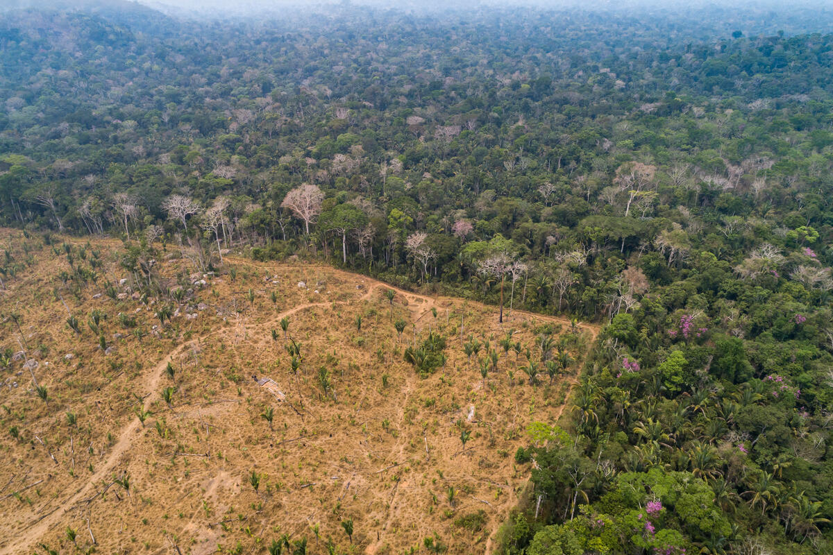 amazon reforestation